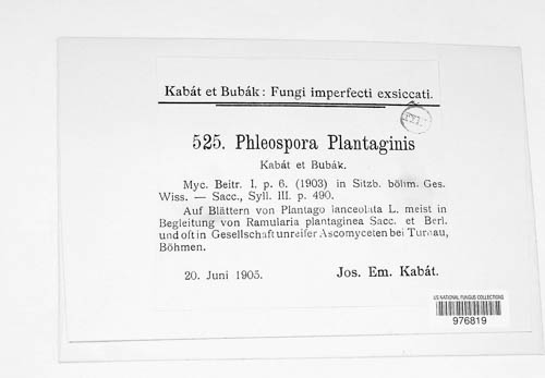Phloeospora plantaginis image